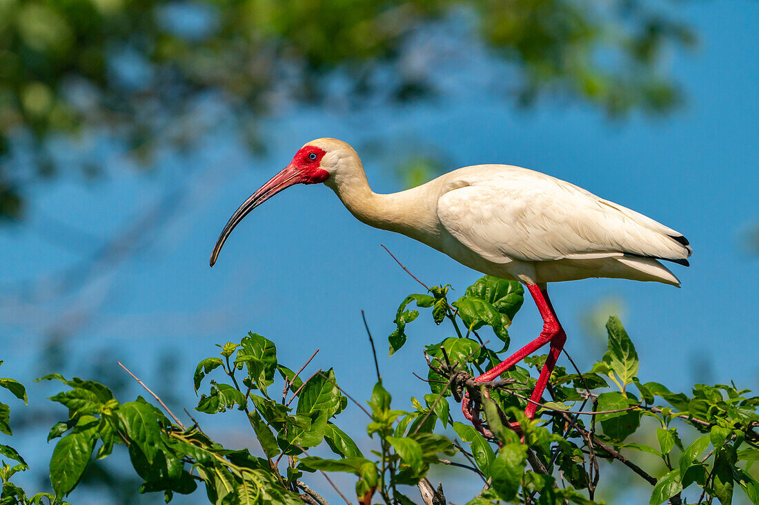 USA, Louisiana, Evangeline Parish. Weißer Ibisvogel im Brutgefieder.