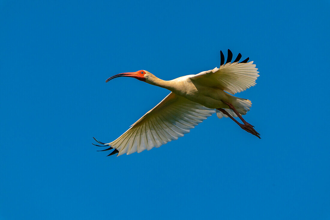 USA, Louisiana, Evangeline Parish. Weißer Ibis im Flug.