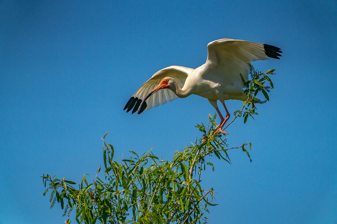 USA, Louisiana, Evangeline Parish. Weißer Ibis Vogel in Baum.