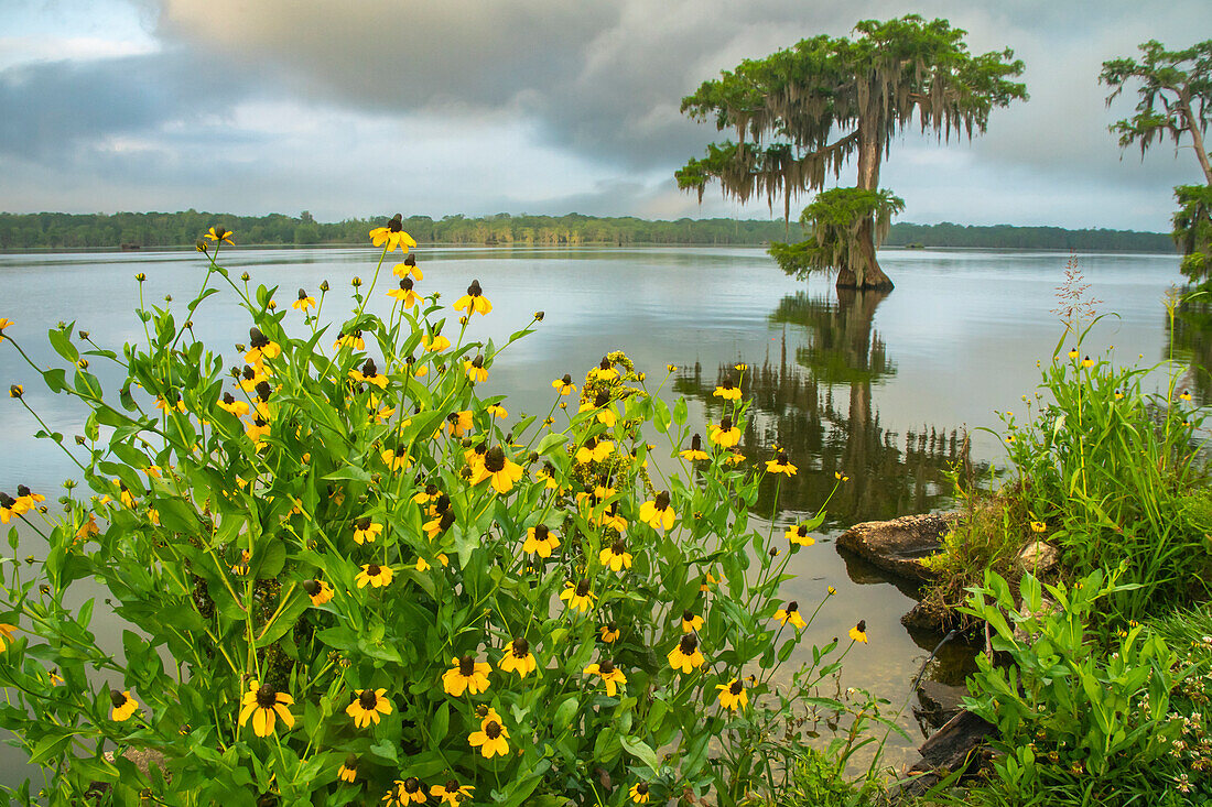 USA, Louisiana, Lake Martin. Coneflowers and bald cypress trees in lake.