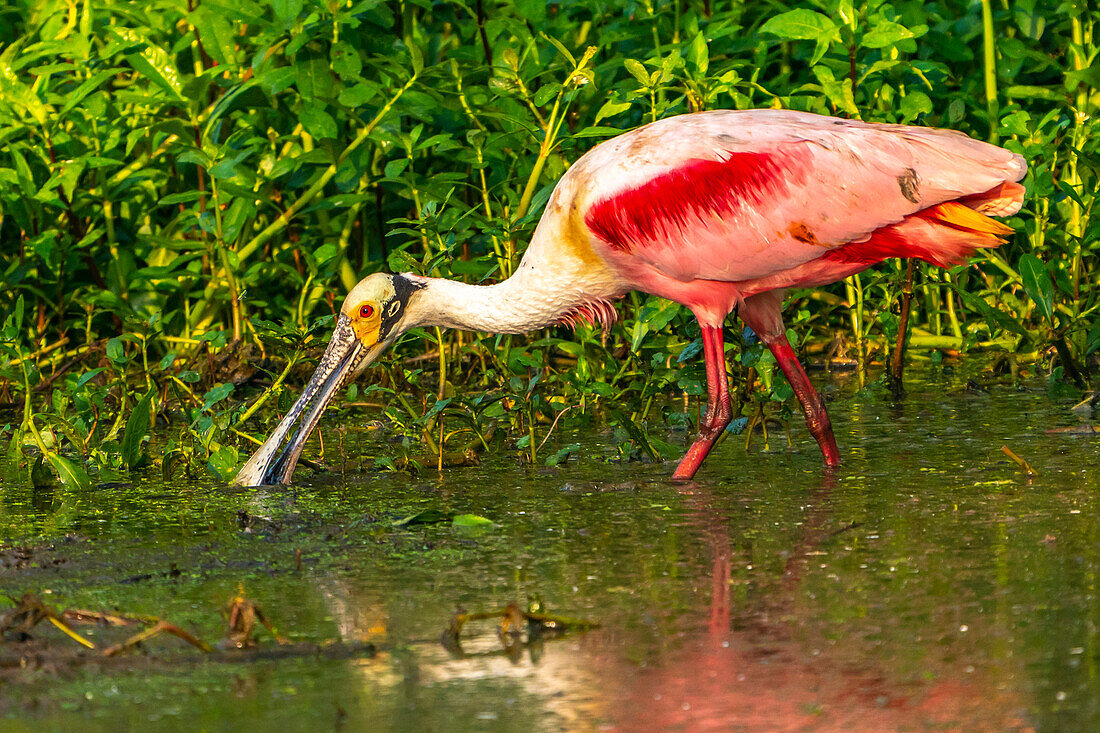 USA, Louisiana, Evangeline Parish. Rosalöffler beim Fressen im Sumpfwasser.