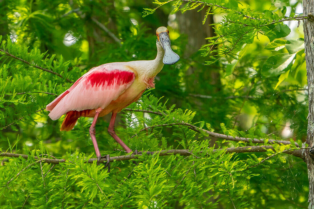 USA, Louisiana, Evangeline Parish. Rosalöffler im Brutkleid.