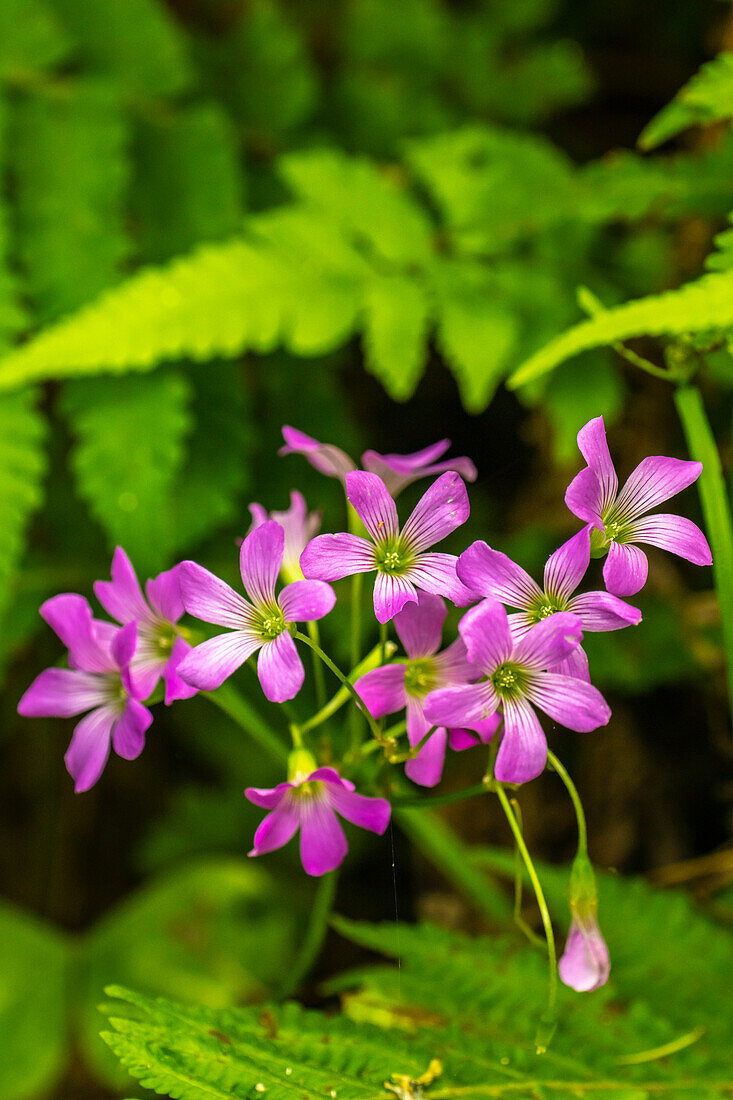 USA, Louisiana, Acadiana Park Nature Station. Close-up of pink wildflowers.