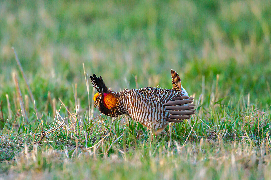 USA, Nebraska, Loup County. Greater prairie chicken male displaying on lek.