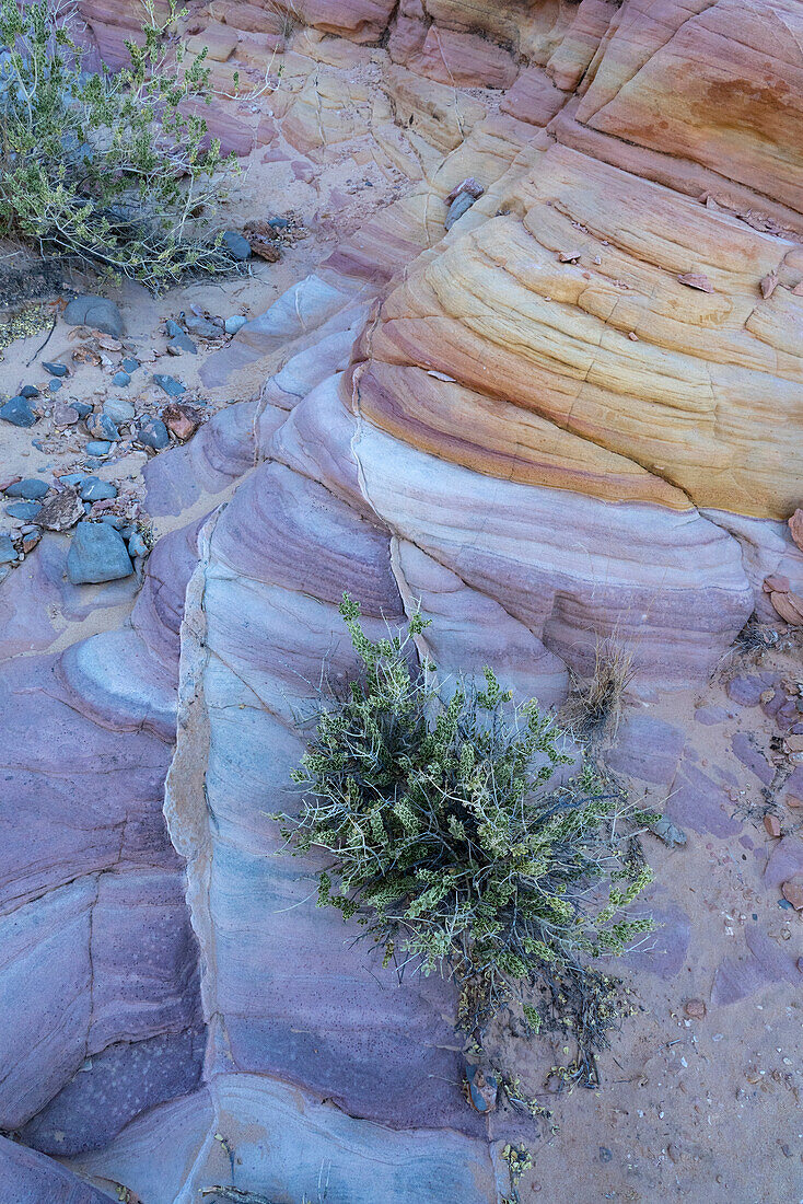 USA, Nevada. Abstrakte Linien im Sandstein, Valley of Fire State Park.