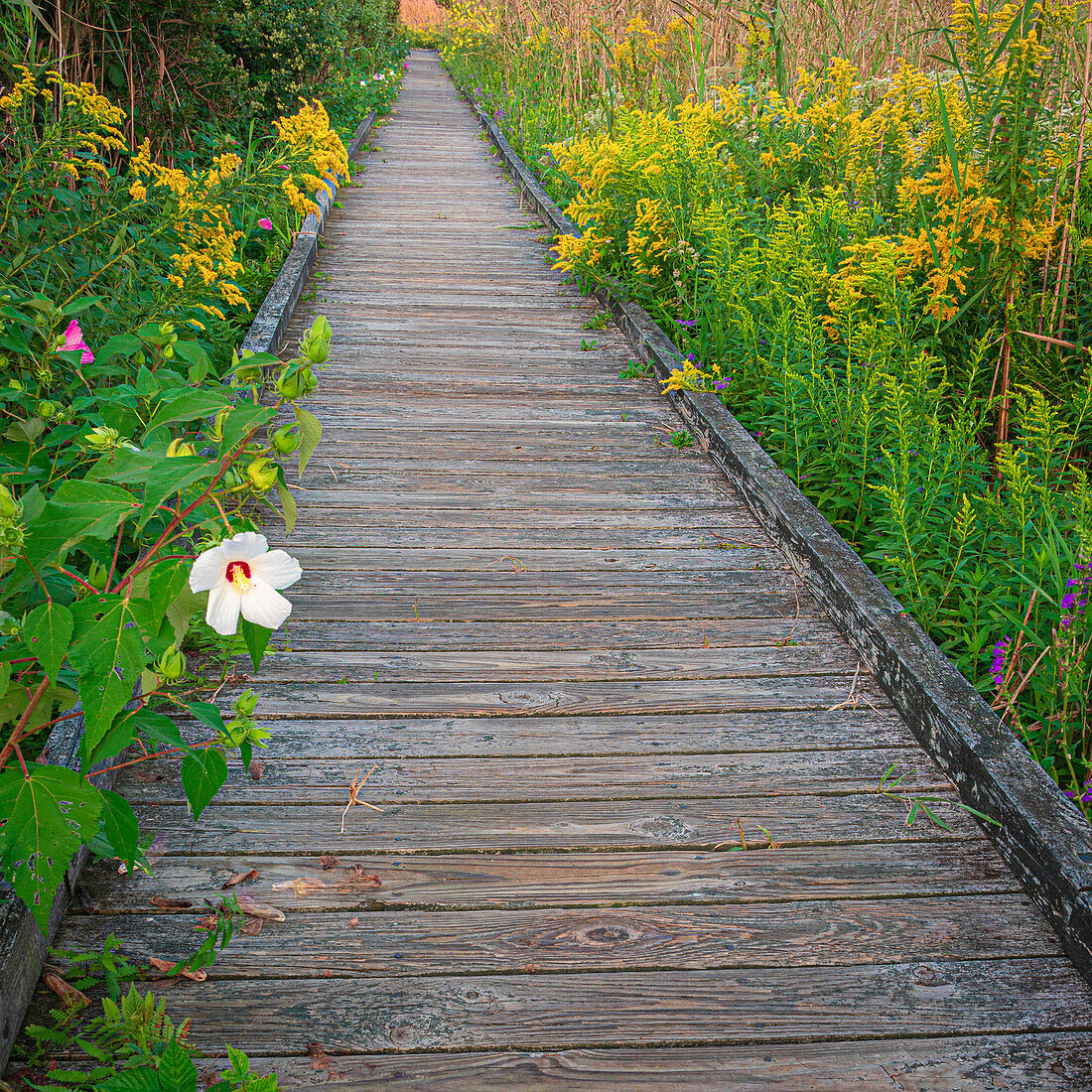 USA, New Jersey, Cape May Nationaler Meeresstrand. USA, New Jersey, Cape May Nationaler Meeresstrand.