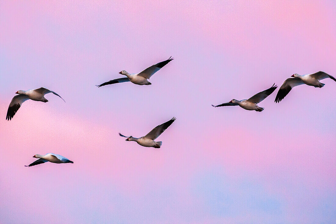 USA, New Mexico, Bosque Del Apache National Wildlife Refuge (Naturschutzgebiet Bosque Del Apache). Schneegänse im Flug bei Sonnenaufgang.