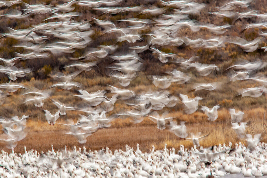 USA, New Mexico, Bosque Del Apache National Wildlife Refuge. Ein Schwarm Schneegänse landet.