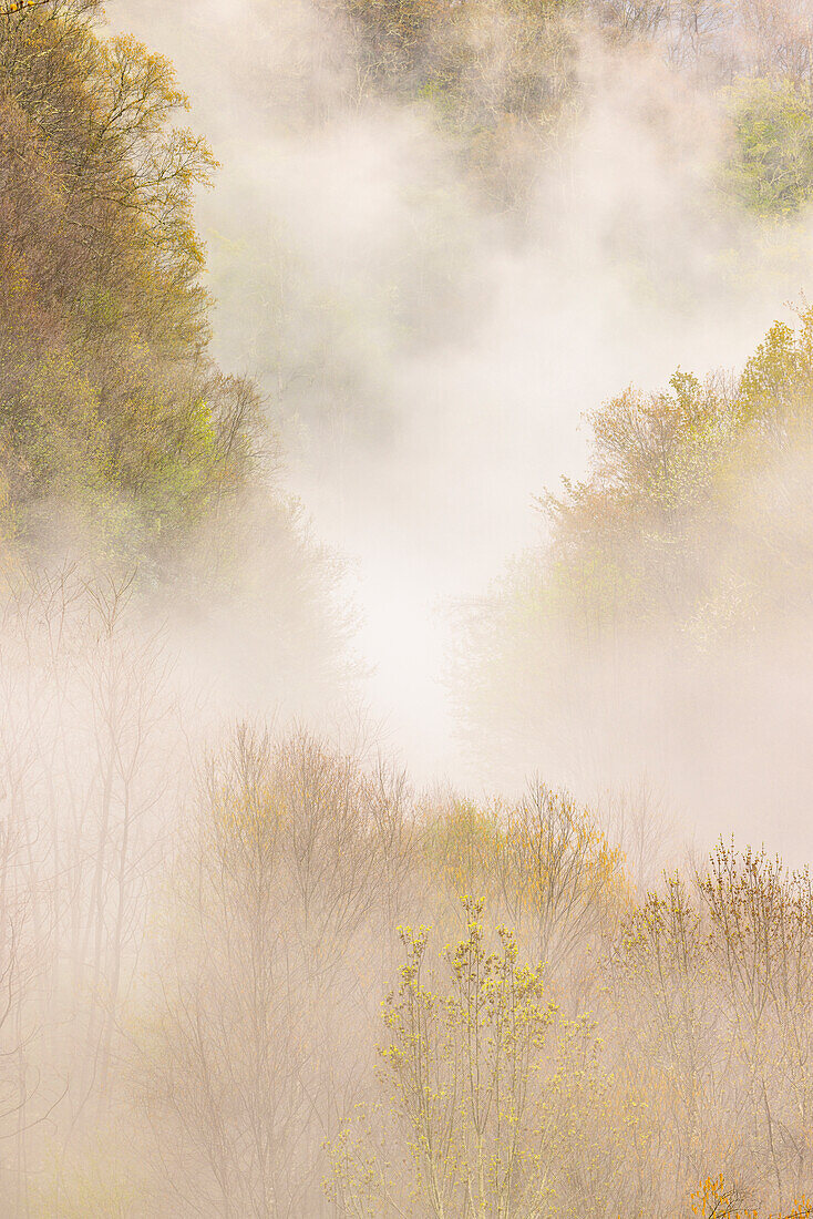 Mist rising from tapestry of blooming trees in spring, Great Smoky Mountains National Park, North Carolina