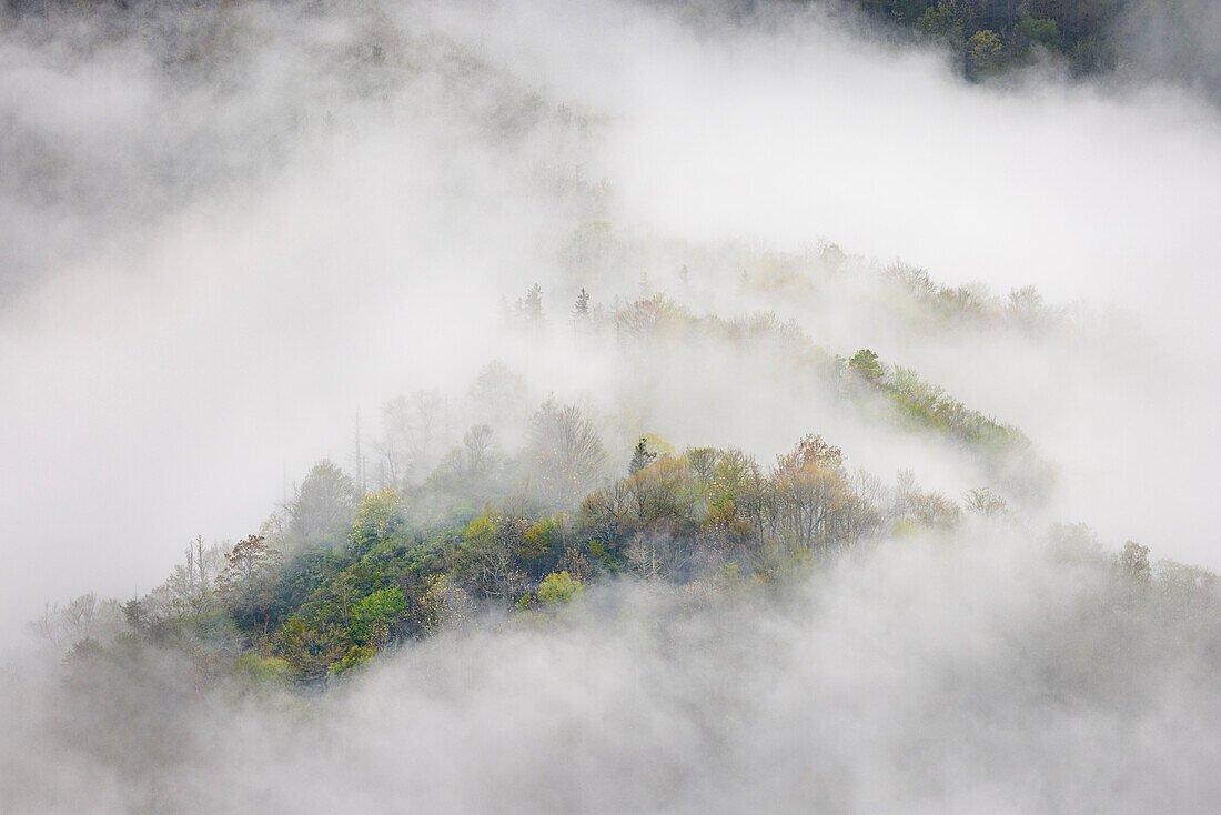 Aufsteigender Nebel aus einem Teppich blühender Bäume im Frühling, Great Smoky Mountains National Park, North Carolina