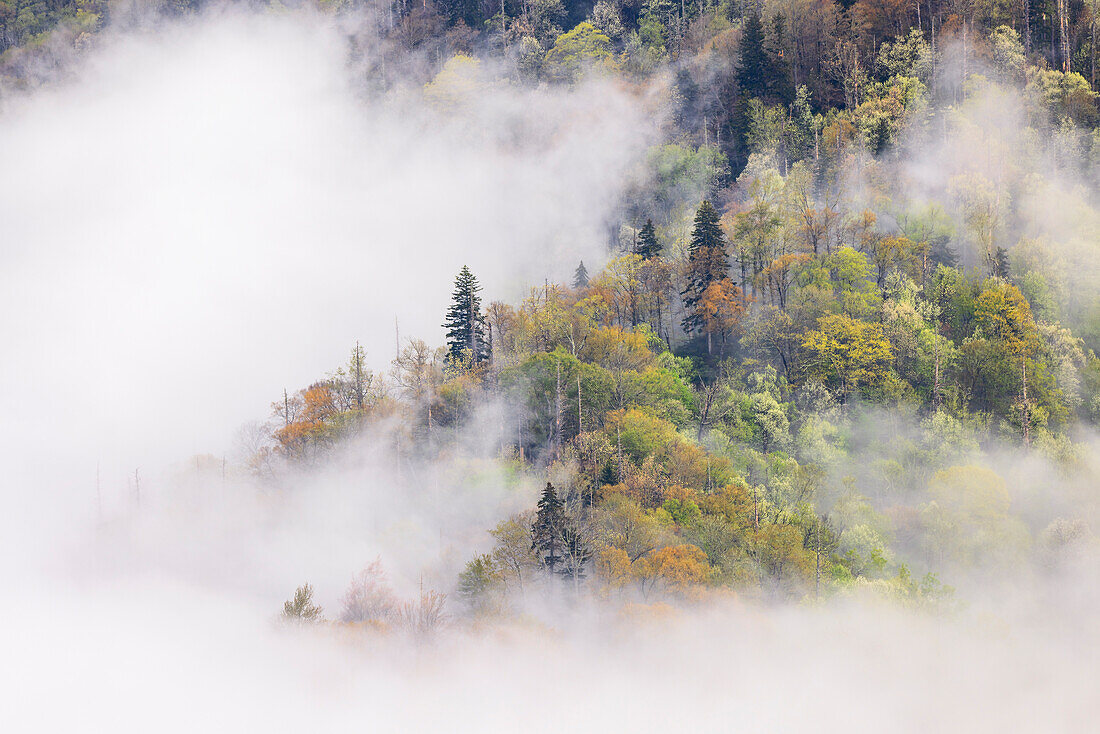 Aufsteigender Nebel aus einem Teppich blühender Bäume im Frühling, Great Smoky Mountains National Park, North Carolina