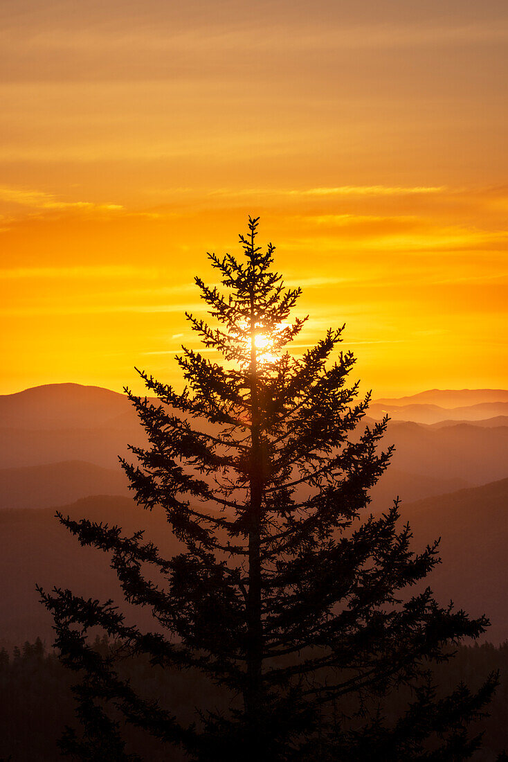 Baumsilhouette bei Sonnenaufgang, Great Smoky Mountains National Park, North Carolina