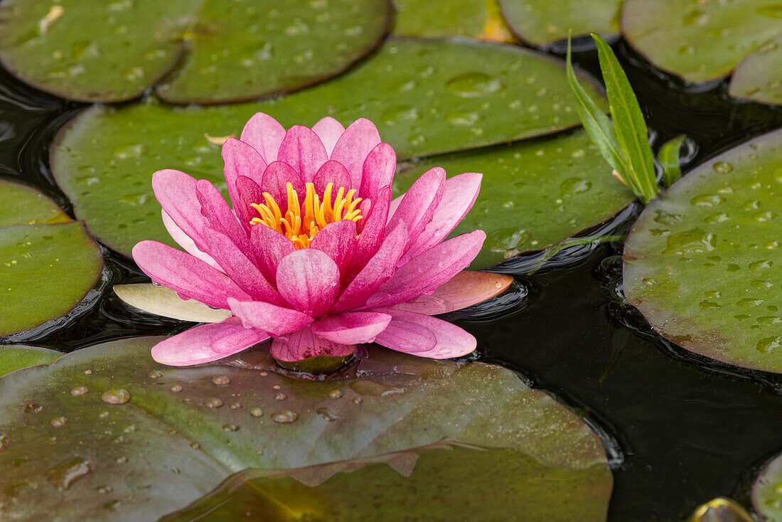 Pink and white hybrid water lily, North Carolina