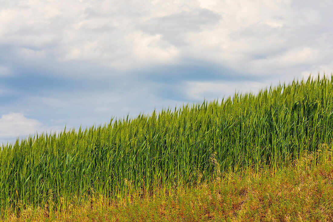 USA, Idaho, Genesee. Green wheat fields.