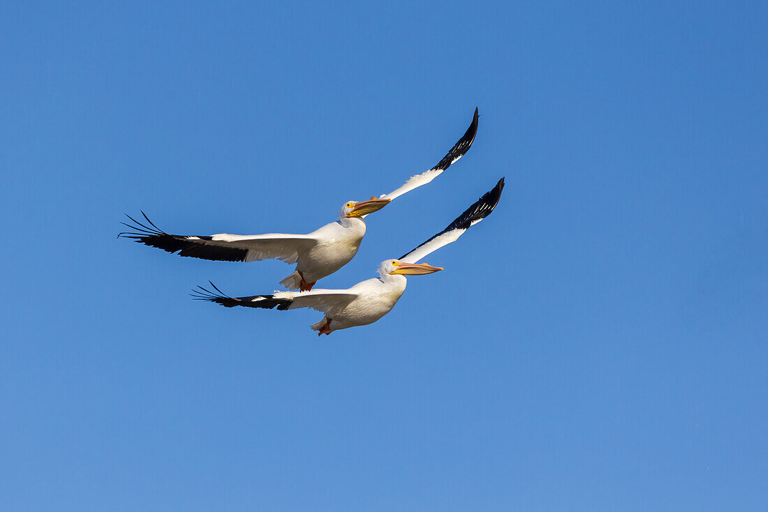 American White Pelicans in flight, Clinton County, Illinois.