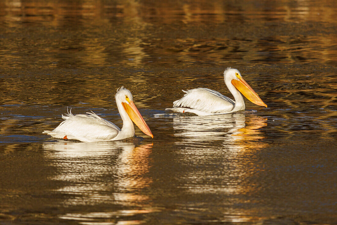 Amerikanischer Weißer Pelikan schwimmt bei Sonnenaufgang, Clinton County, Illinois.