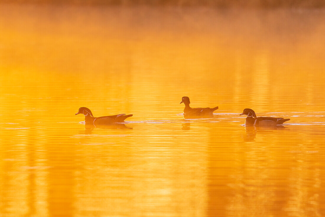 Stockenten im Feuchtgebiet bei Sonnenaufgang im Nebel, Marion County, Illinois.