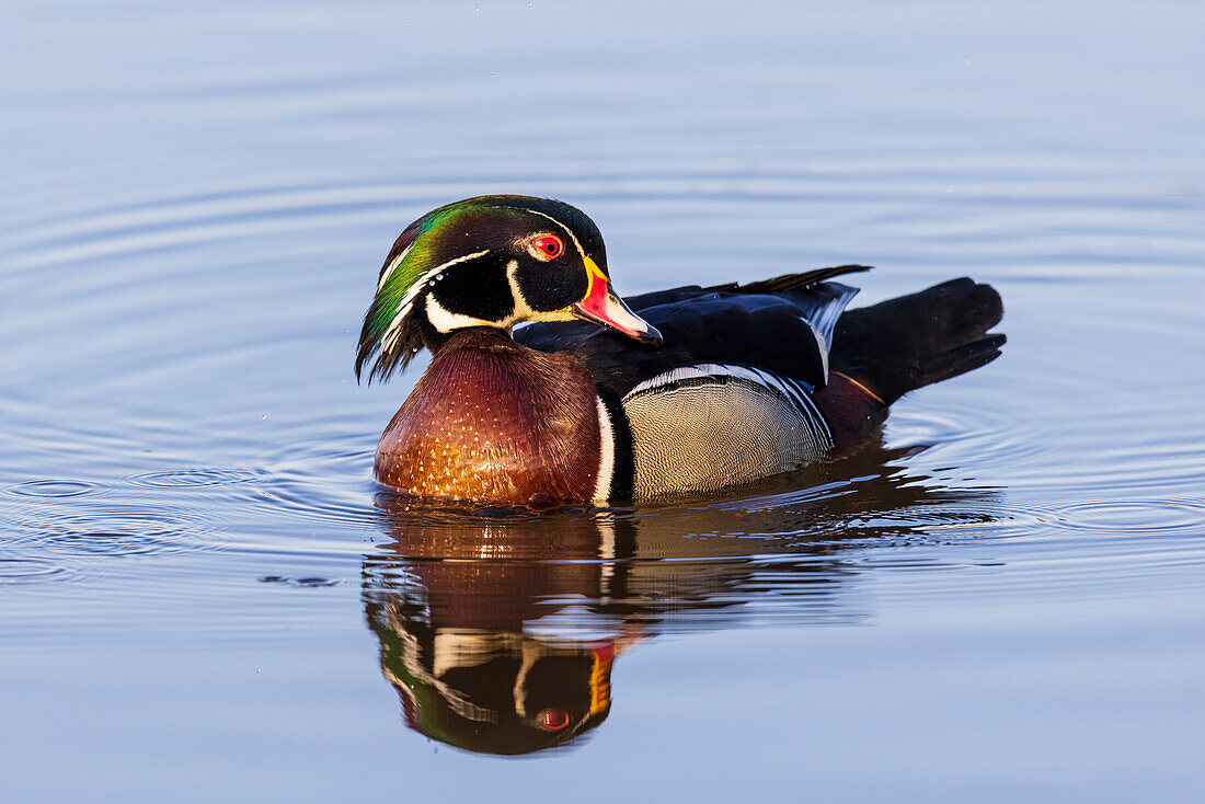 Wood Duck male in wetland, Marion County, Illinois.