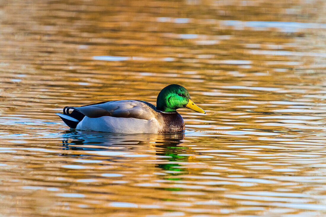 Männliche Stockente in einem Feuchtgebiet, Clinton County, Illinois.