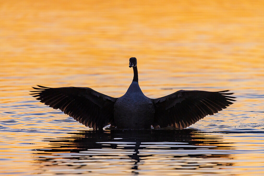 Canada Goose flapping wings in wetland at sunrise, Marion County, Illinois.