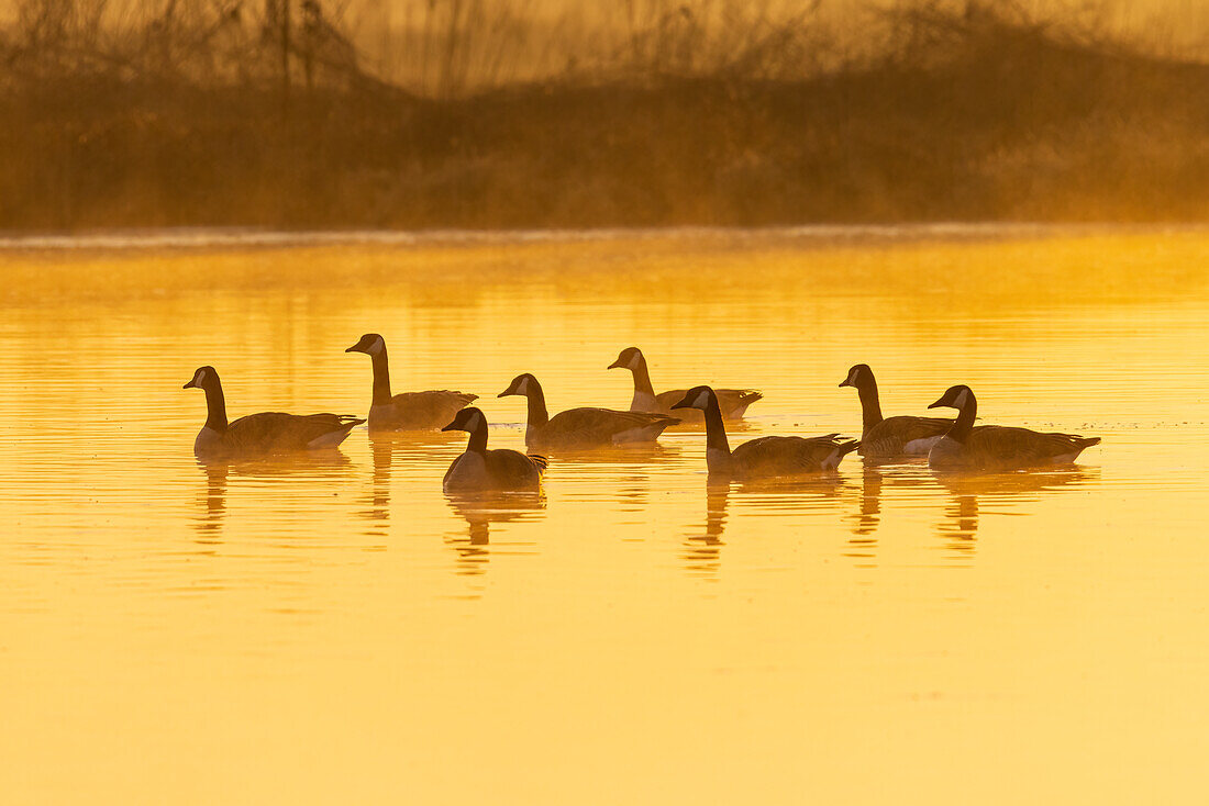 Canada Geese in wetland at sunrise in fog, Marion County, Illinois.