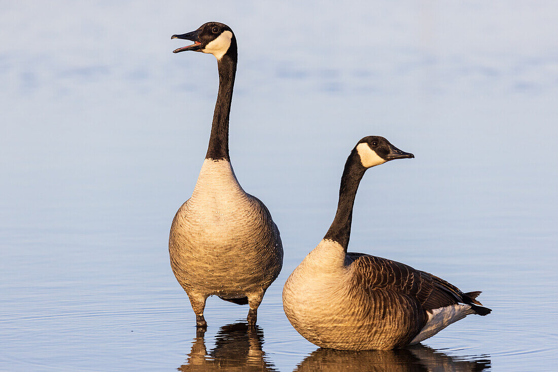 Canada Geese in wetland, Marion County, Illinois.