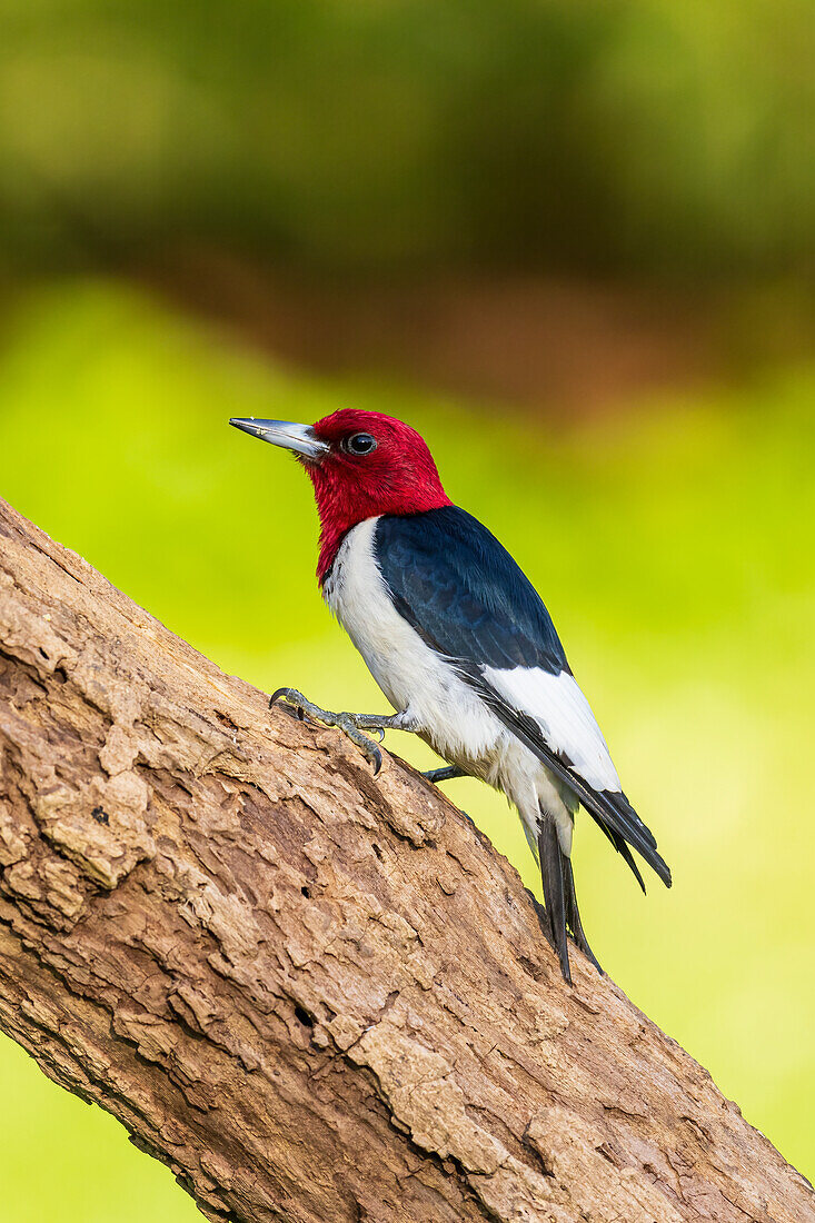 Red-headed Woodpecker on dead tree, Marion County, Illinois.