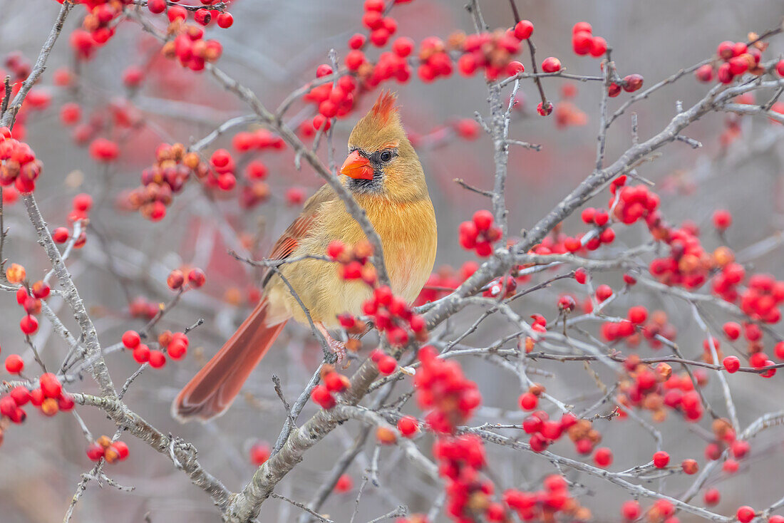 Northern Cardinal female in Winterberry bush, Marion County, Illinois.