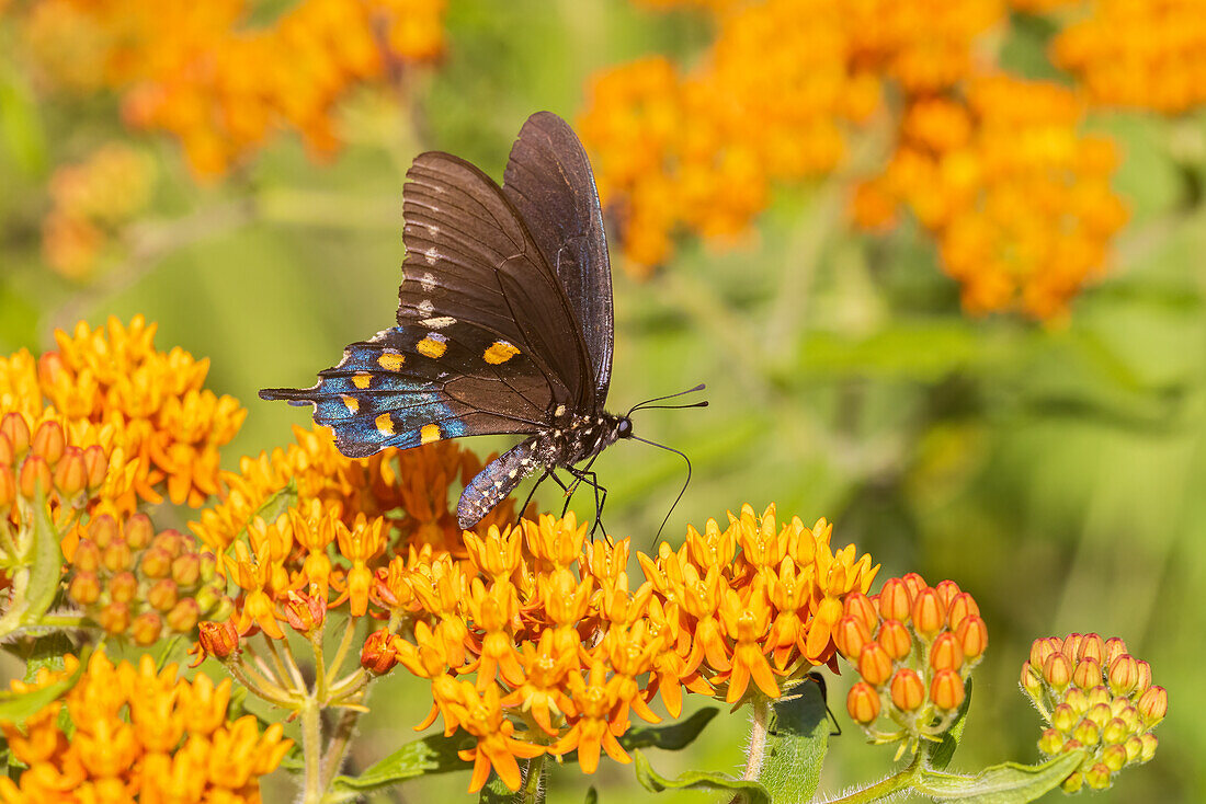 Pipevine Swallowtail on Butterfly Milkweed. Stephen A. Forbes State Park, Marion County, Illinois. (Editorial Use Only)