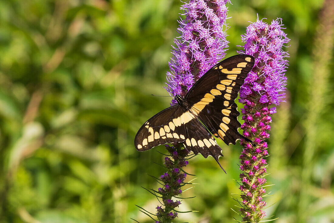 Giant Swallowtail on Prairie blazing star, Rock Cave Nature Preserve, Effingham County, Illinois. (Editorial Use Only)