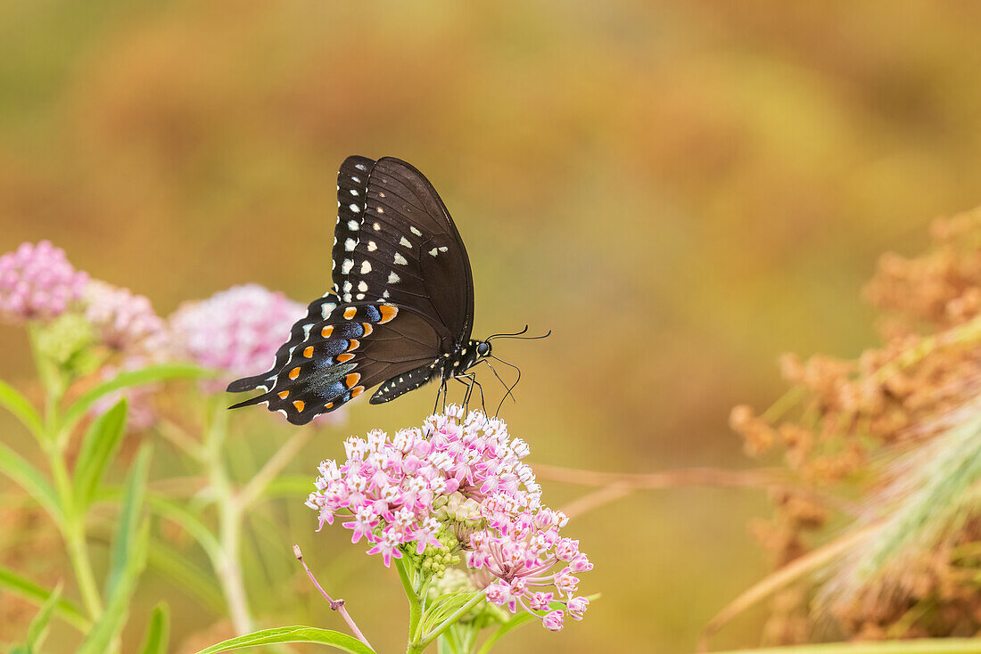 Spicebush Swallowtail auf Swamp Milkweed, Marion County, Illinois. (Nur für redaktionelle Zwecke)