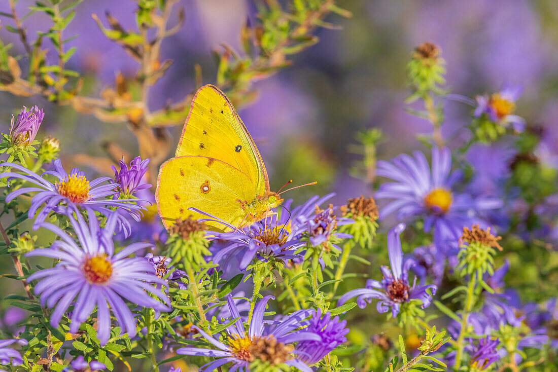 Orangeschwefel auf Frikart's Aster, Marion County, Illinois. (Nur für redaktionelle Zwecke)