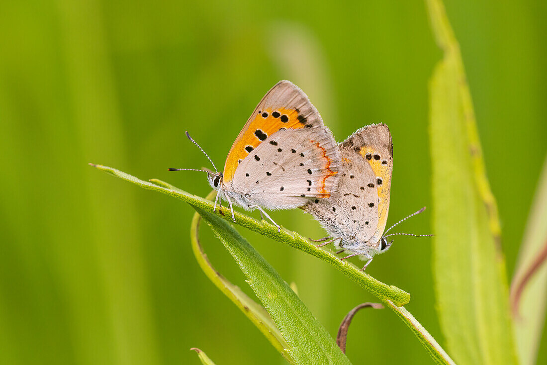 American Coppers bei der Paarung in der Prärie. Lawrence County, Illinois. (Nur für redaktionelle Zwecke)