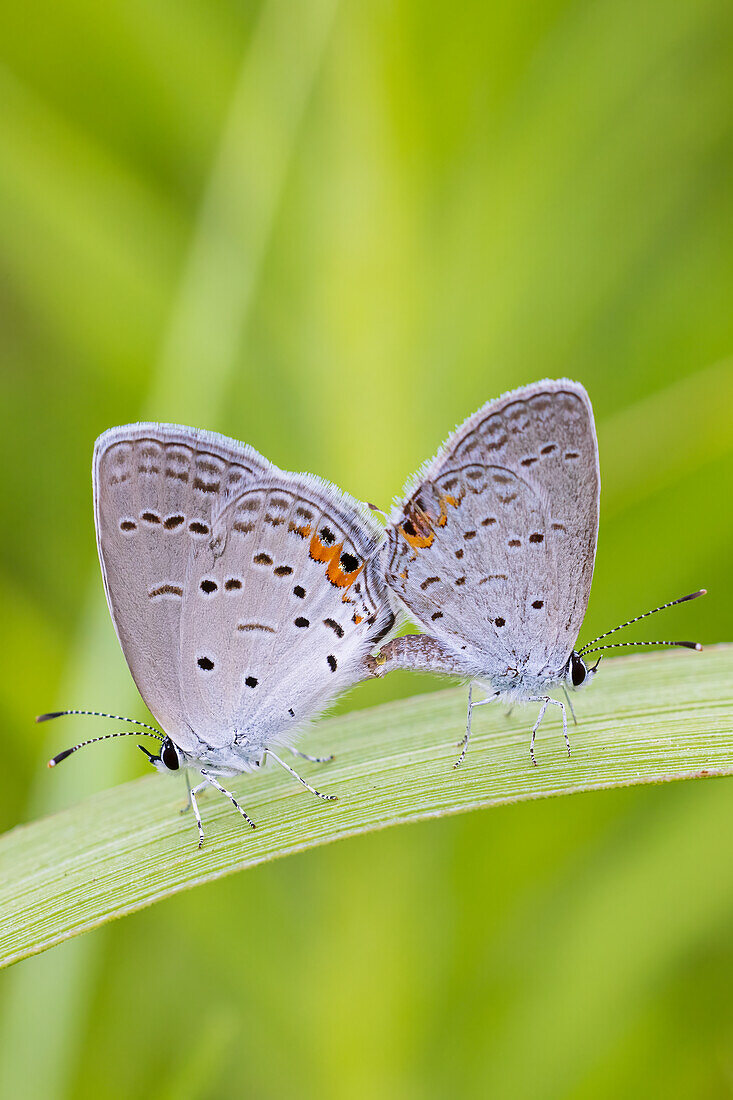 Eastern Tailed-Blues bei der Paarung in der Prärie, Marion County, Illinois. (Nur für redaktionelle Zwecke)