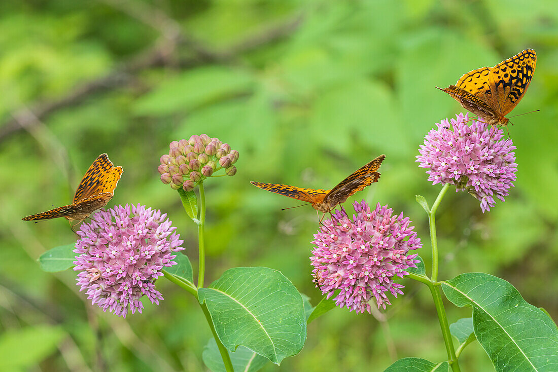 Great Spangled Fritillaries on Purple Milkweed, Marion County, Illinois. (Editorial Use Only)