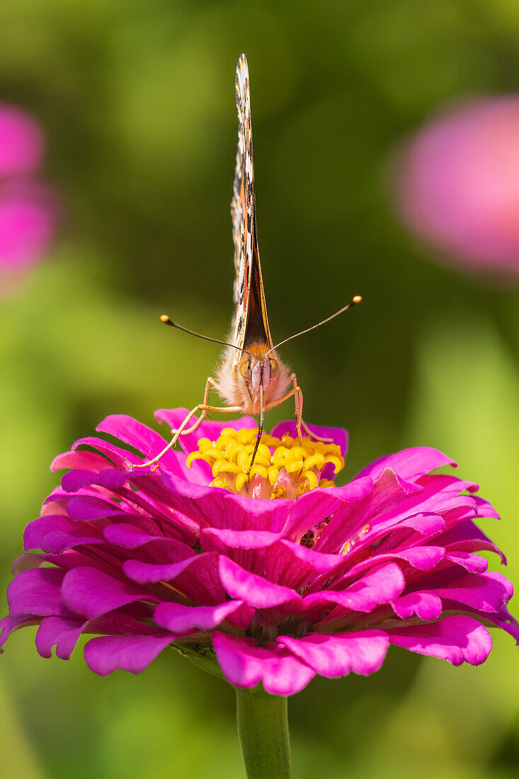 Painted Lady on zinnia, Marion County, Illinois. (Editorial Use Only)