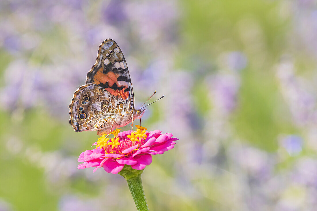 Painted Lady on zinnia, Marion County, Illinois. (Editorial Use Only)