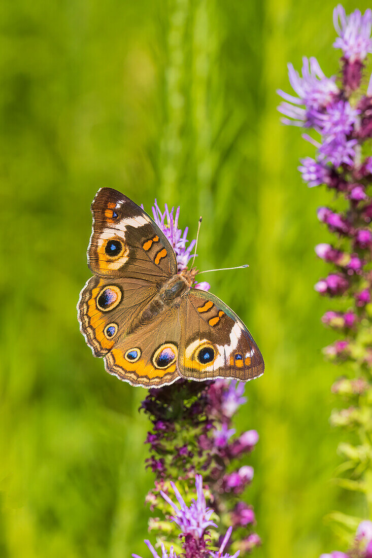 Common Buckeye on Prairie Blazing Star, Effingham County, Illinois