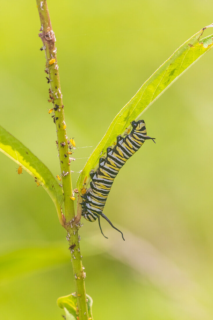 Monarch-Raupe beim Fressen von Swamp Milkweed, Marion County, Illinois.