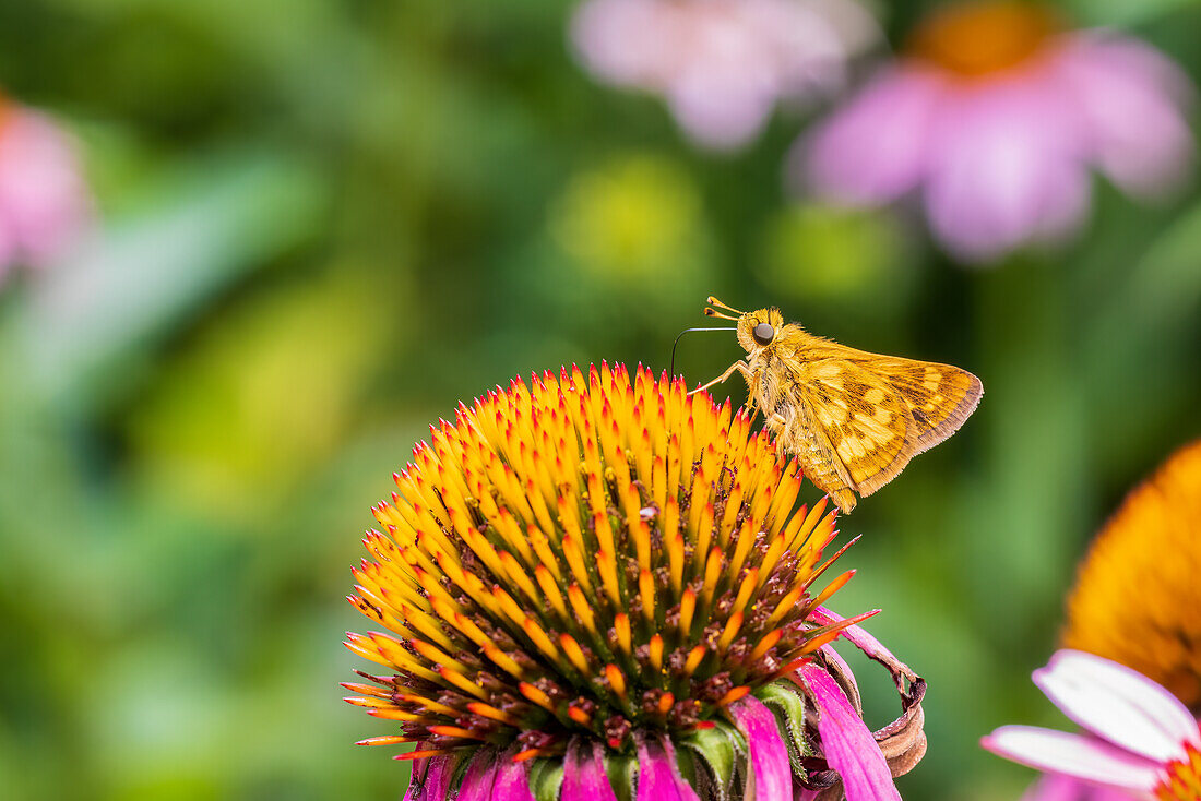 Peck's Skipper on Purple Coneflower, Marion County, Illinois.