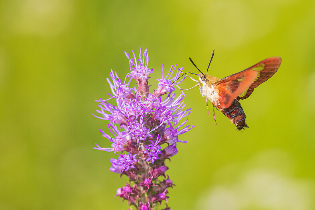 Kolibri-Clearwing-Falter am Prairie Blazing Star, Effingham County, Illinois