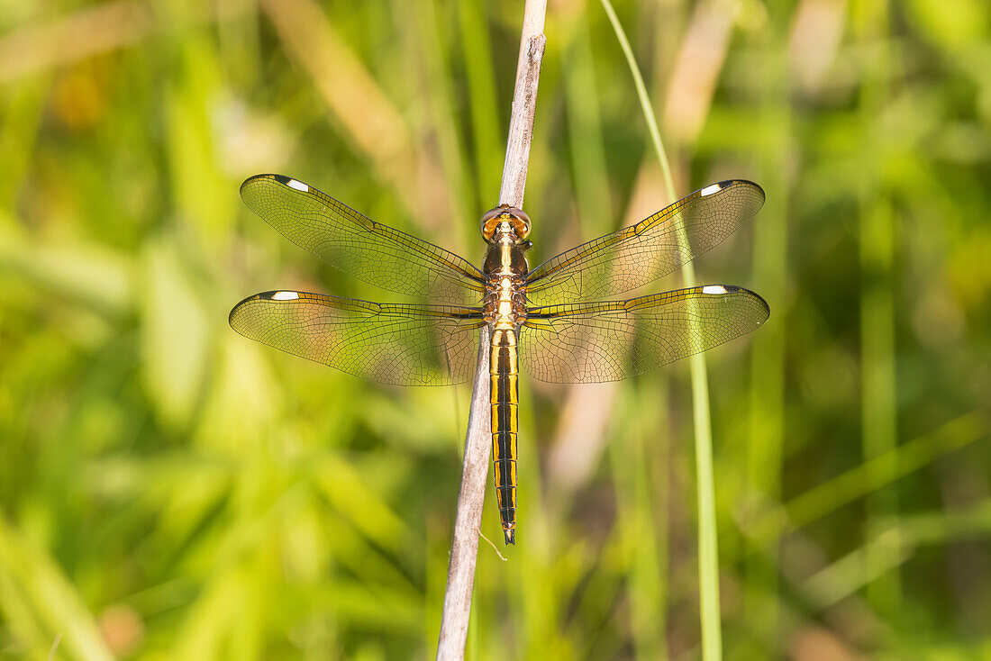 Schuppenlibelle weiblich, Marion County, Illinois.