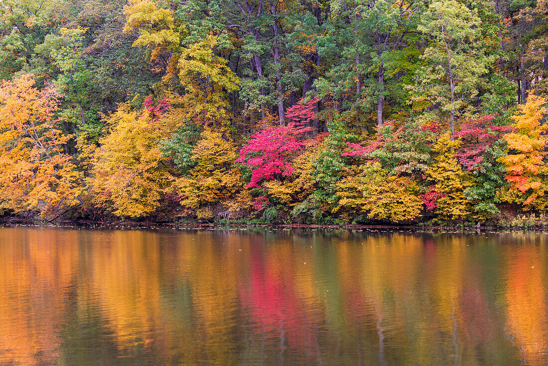 Fall color at Stephen A. Forbes State Park, Marion County, Illinois.