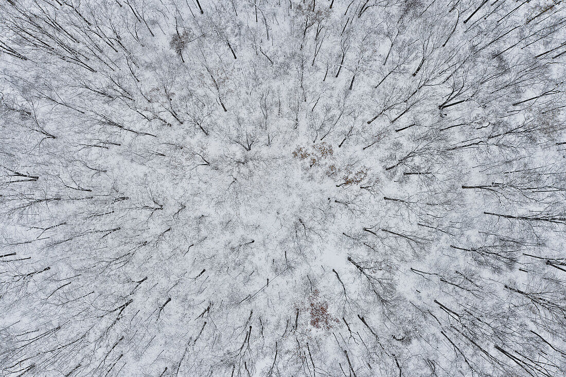 Aerial of forest after snowfall, Marion County, Illinois. (Editorial Use Only)