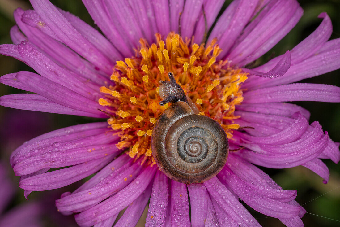 Kentucky land snail on purple flower, Kentucky