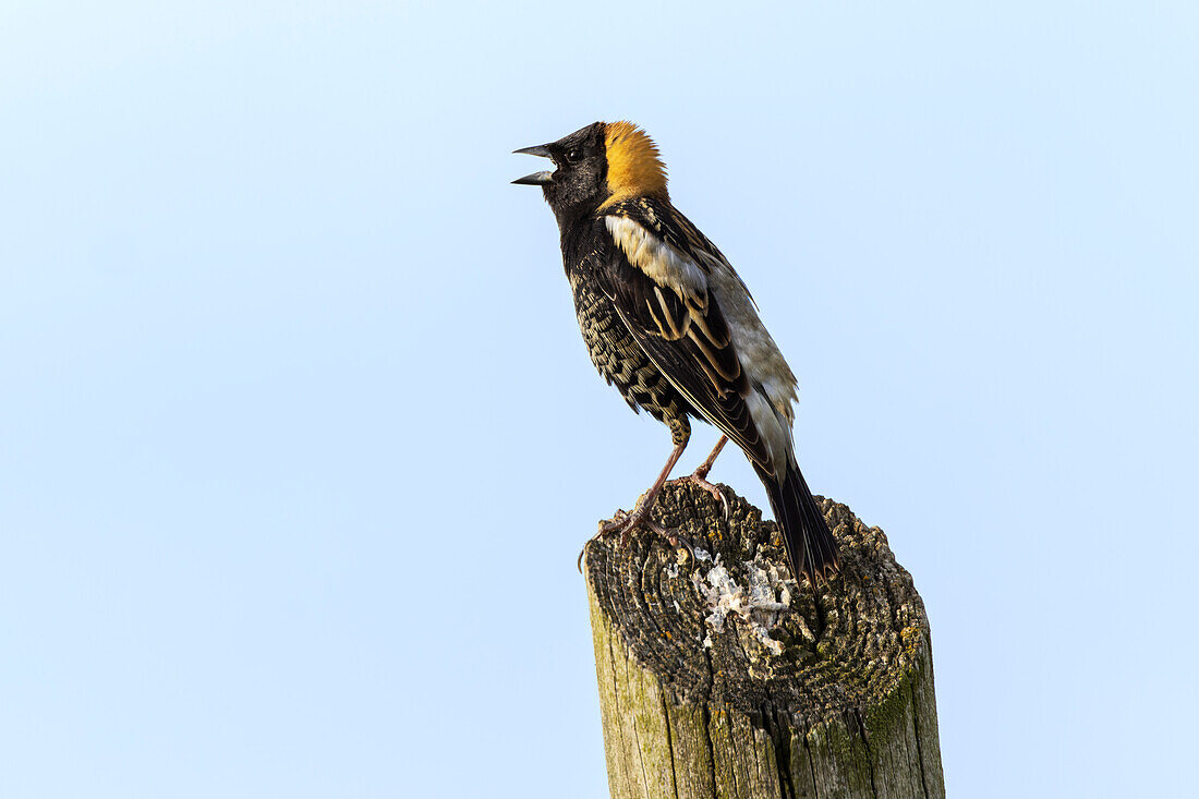 Bobolink, Kentucky