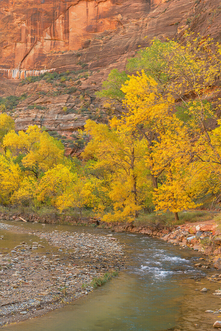 Fall color along the Virgin River, Zion National Park, Utah.