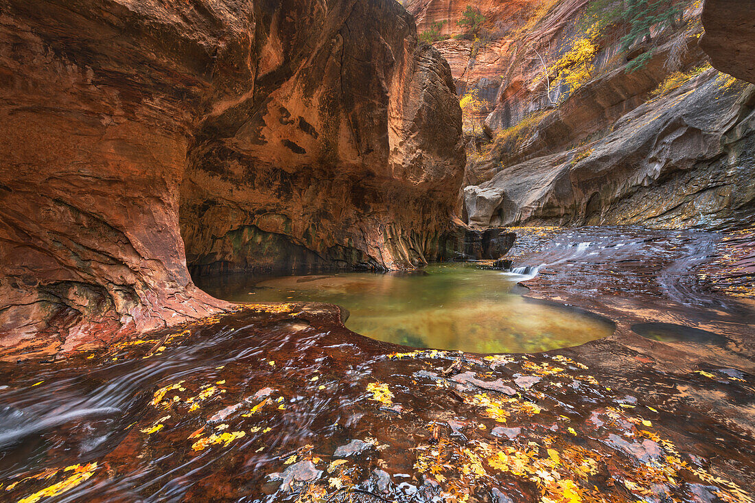 Smaragdgrüne Tümpel in der Unterführung, Left Fork of North Creek, Zion National Park, Utah.