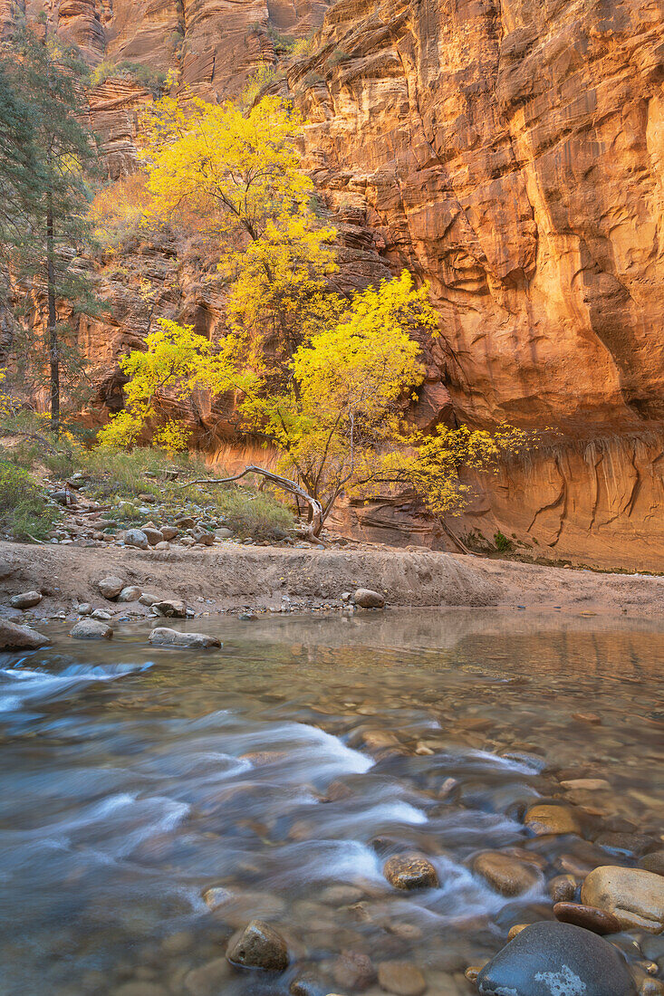 Fall color in Zion Canyon The Narrows, Zion National Park, Utah.