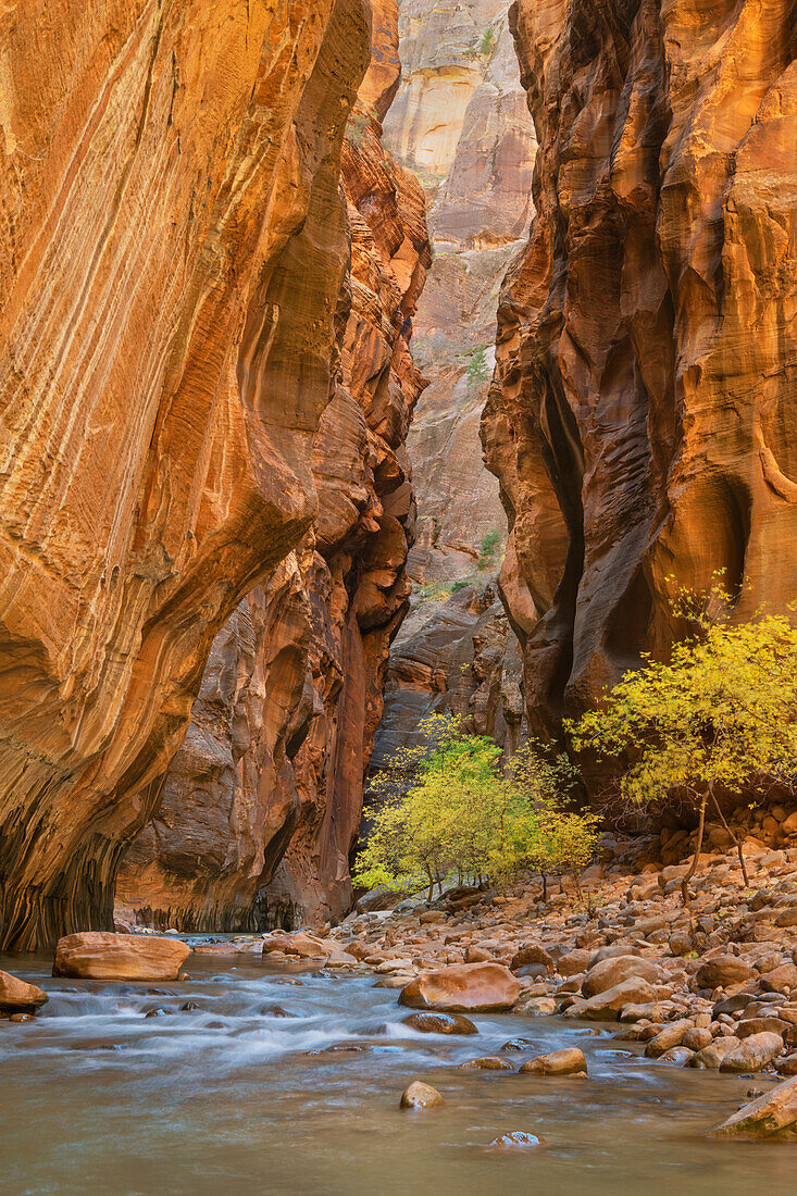 Herbstfarben im Zion Canyon The Narrows, Zion National Park, Utah.